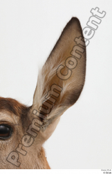 Ear Deer Animal photo references